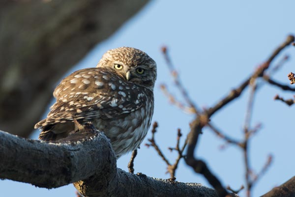 Little Owl on branch